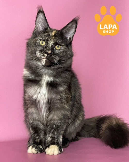 черепаховий сріблястий мейн-кун