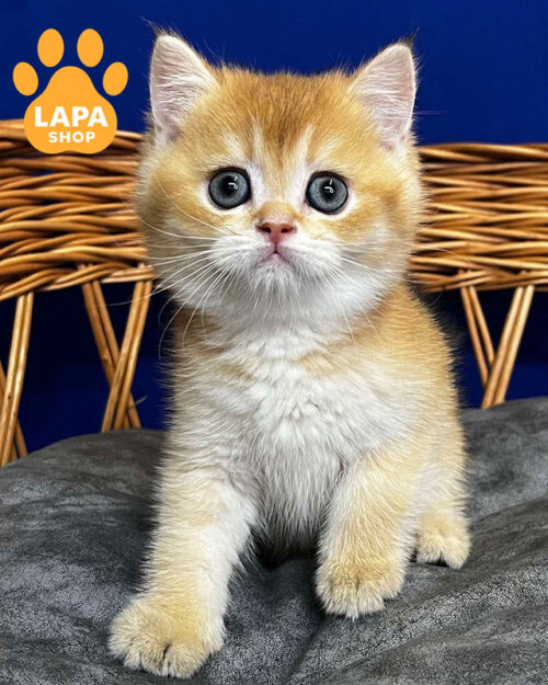 черный золотой скотиш-страйт