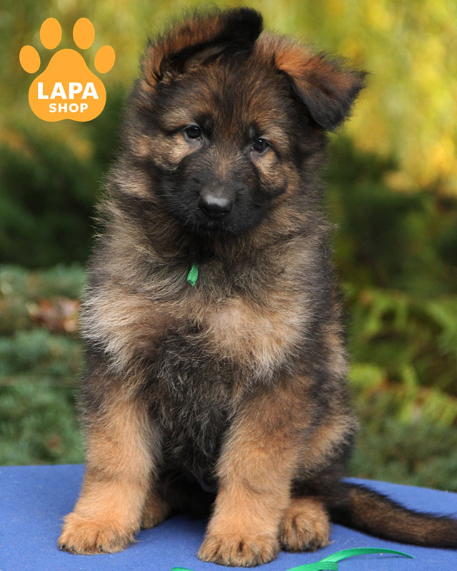 німецька вівчарка довгошерста