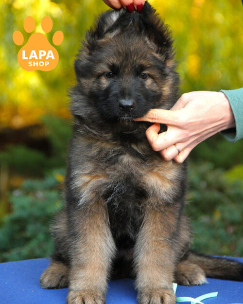 німецька вівчарка довгошерста