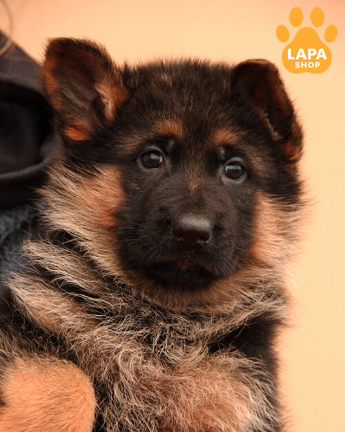 German Shepherd with a black-backed