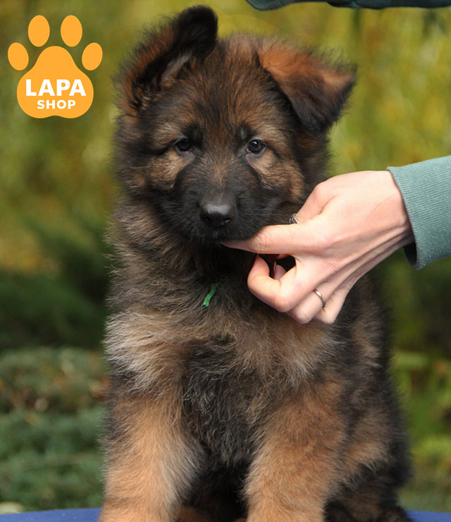 German-Shepherd-02