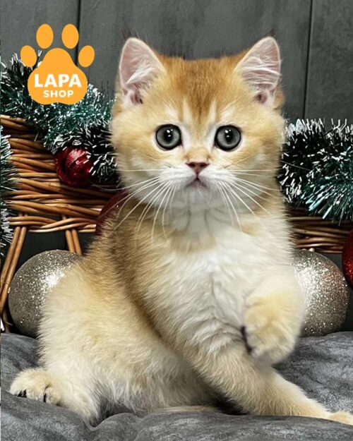 золотий скотіш-страйт