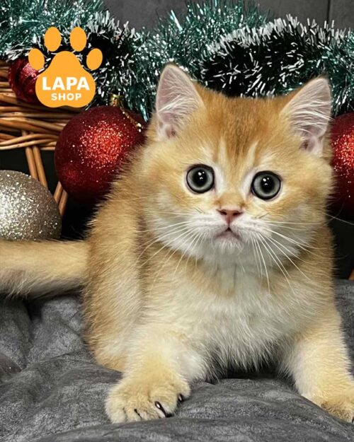 золотий скотіш-страйт