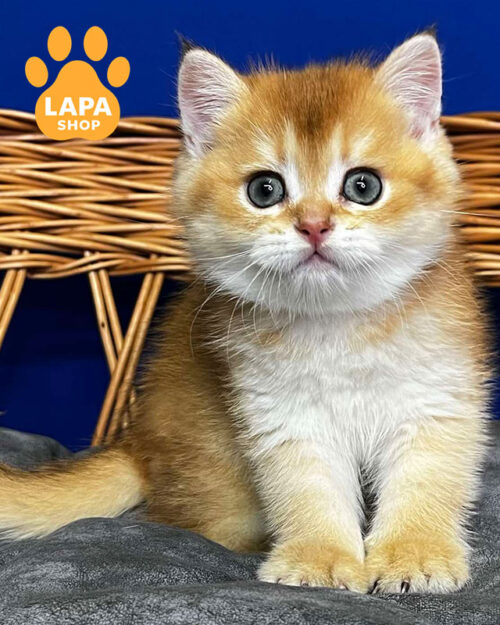 чорний золотий скотіш-страйт