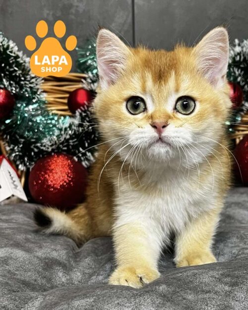 олотий скотіш-страйт