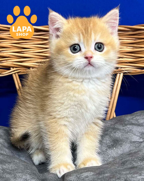 черный золотой скотиш-страйт