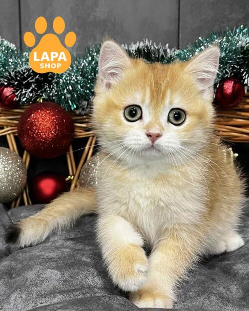 золотий скотіш-страйт