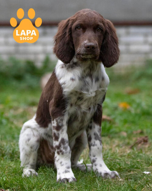 коричневий німецький лангхаар