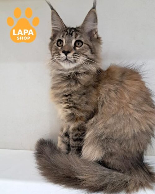 черепахова кішка мейн-кун