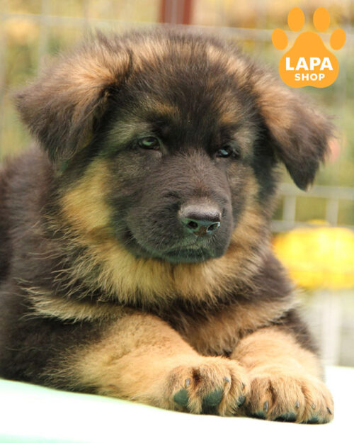 German Shepherd with a black-backed