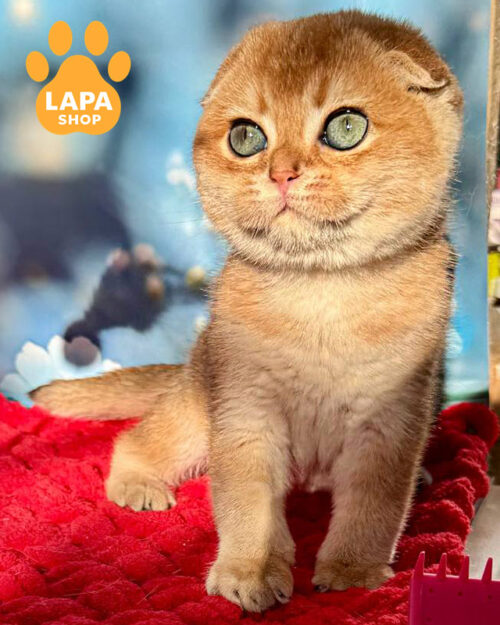 чорний золотий скотіш-фолд