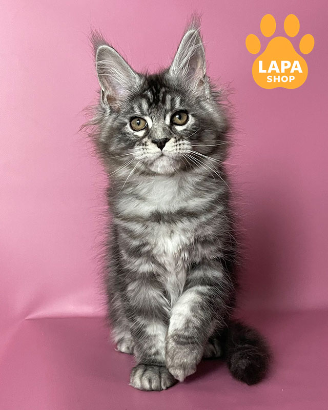 чорне сріблясте мейн-кун