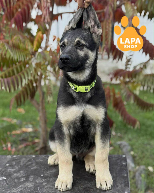 чепрачна східноєвропейська вівчарк