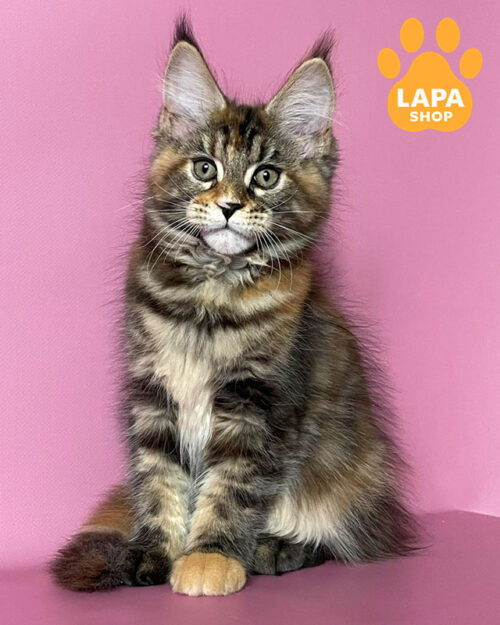 черепаховий мармуровий мейн-кун