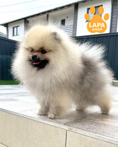 Pomeranian Spitz color cream sable