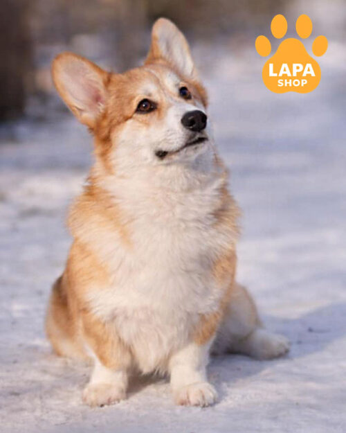  рудо-білий вельш коргі пемброк