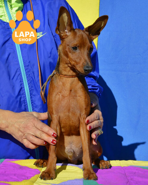 рыжий цвергпинчер