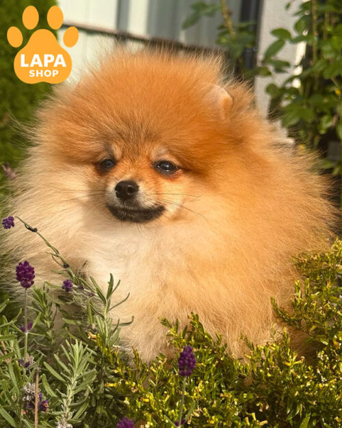 Pomeranian spitz orange color