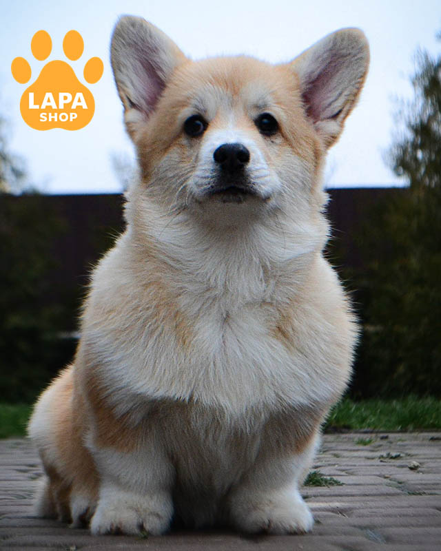 рудо-білий вельш коргі пемброк