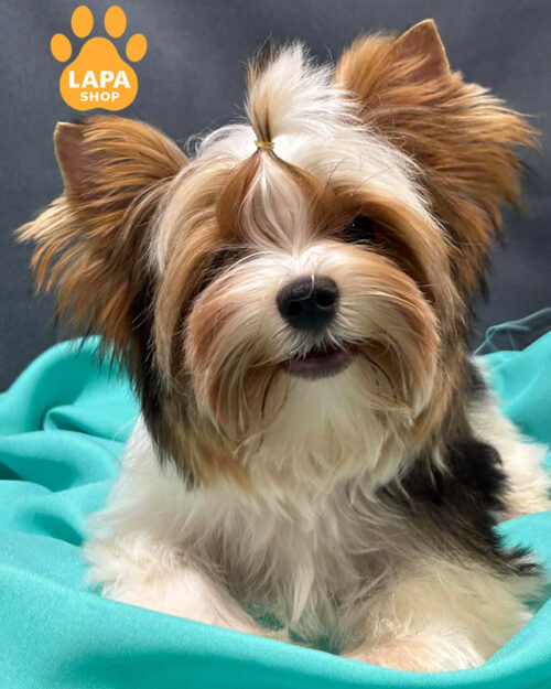 бівер йоркширський тер'єр