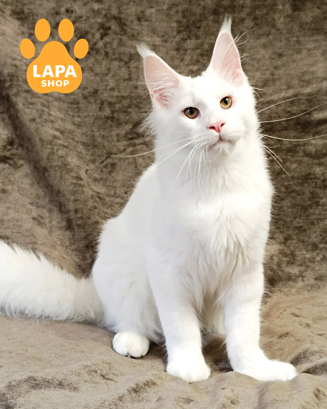 белый мейн-кун