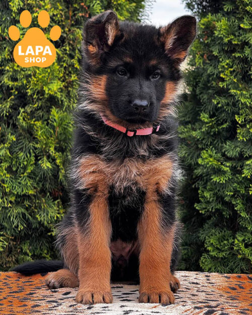 чепрачная немецкая овчарка