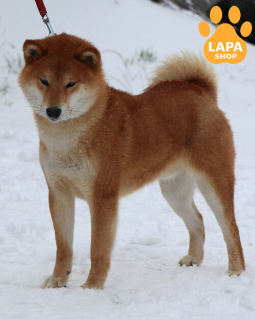 рудий шіба-іну