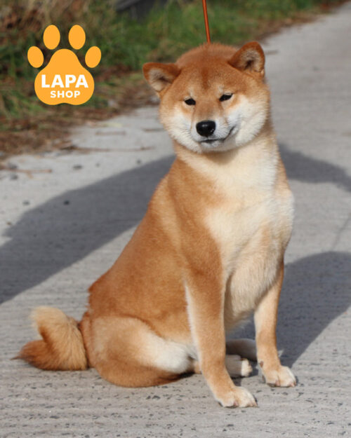 рудий шіба-іну