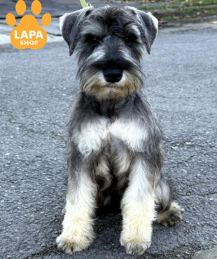 цвергшнауцер забарвлення перець з сіллю