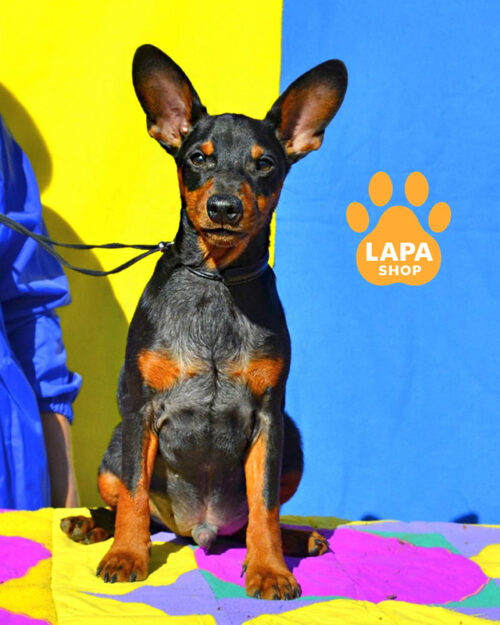 черный цвергпинчер