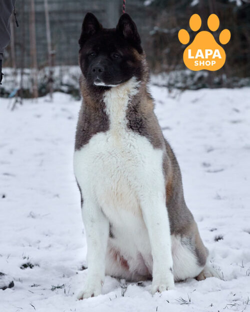 сіро-біла американська акіта