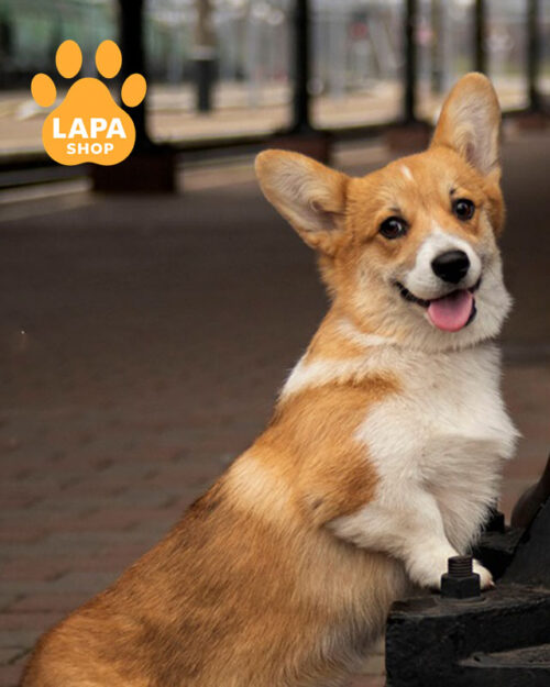 рудо-білий вельш коргі пемброк