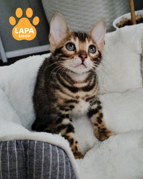 бенгальская окраса розетка на золоте