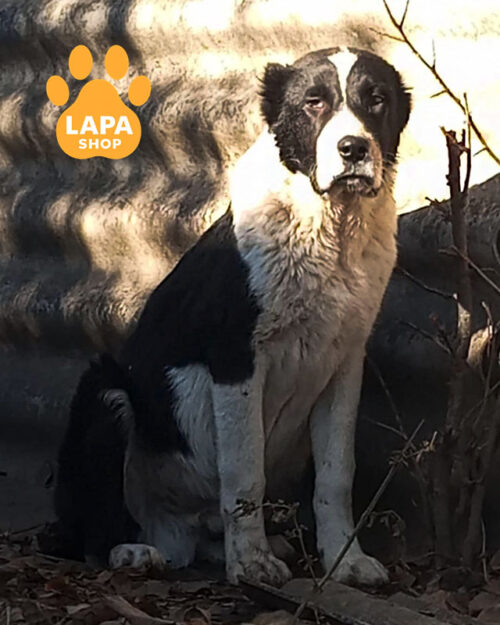 чорно-біла середньоазійська вівчарка