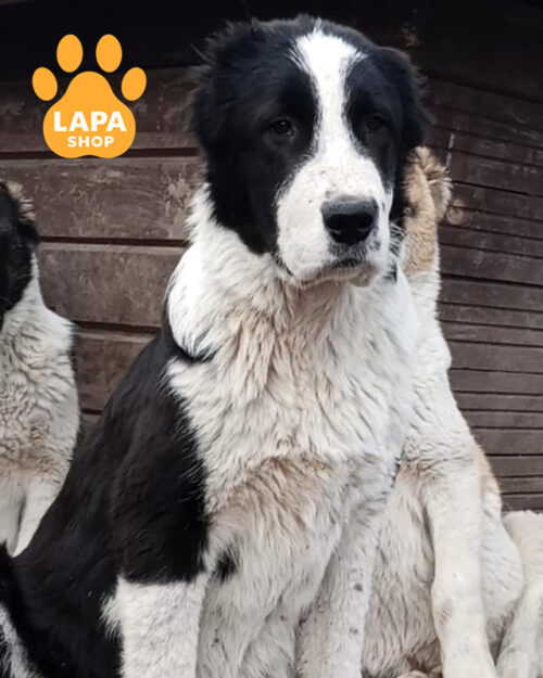 чорно-біла середньоазійська вівчарка