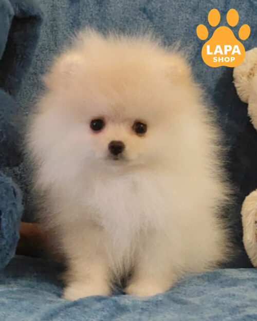 cream Pomeranian