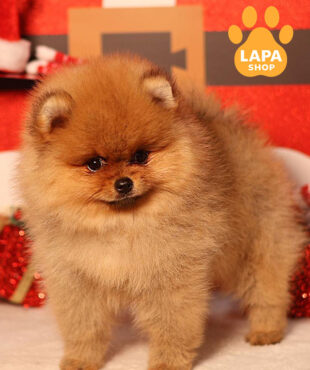 померанський шпіц забарвлення оранж