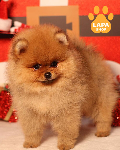  померанський шпіц забарвлення оранж