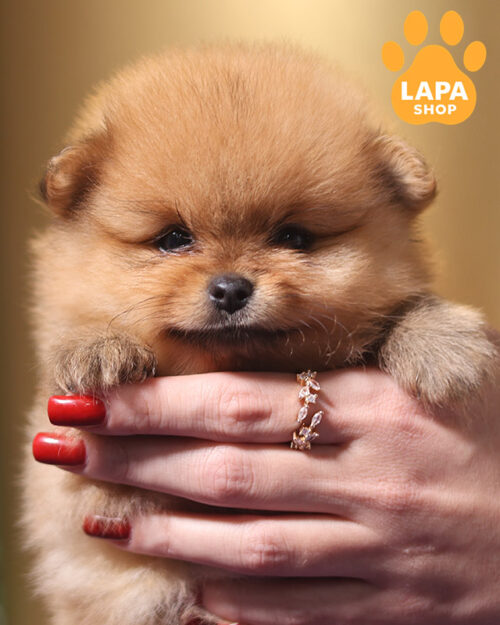 померанский шпиц окрас оранж