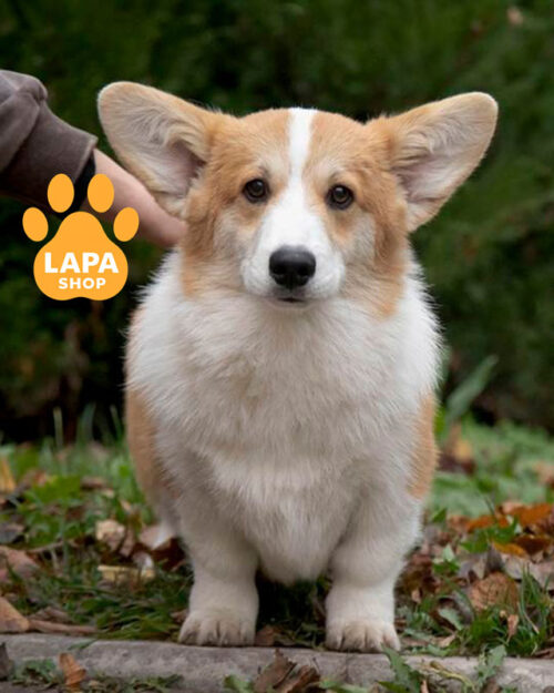 рудо-білий вельш коргі пемброк