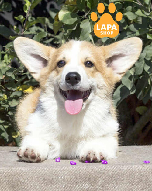 рыже-белый вельш корги пемброк