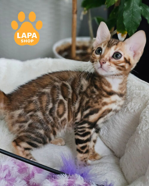 бенгальская окраса розетка на золоте