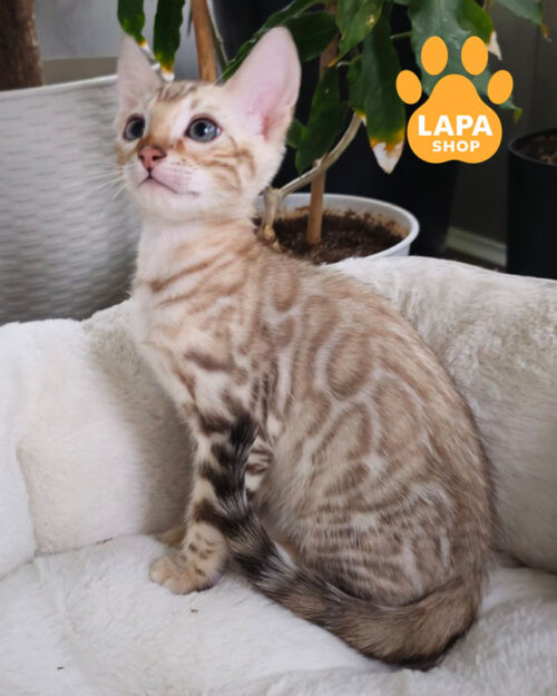 бенгальська забарвлення сніговий мінк