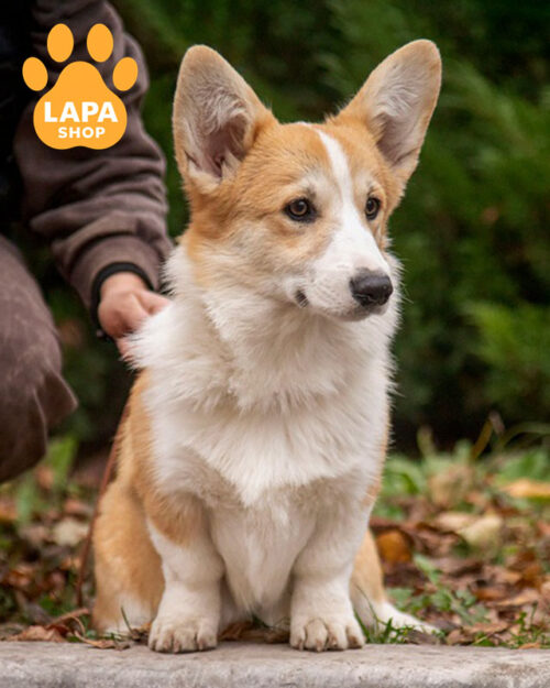 рудо-білий вельш коргі пемброк
