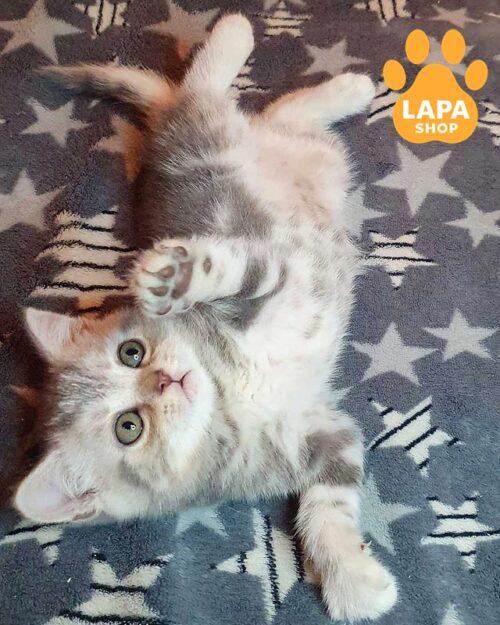 блакитний сріблястий скотіш-страйт