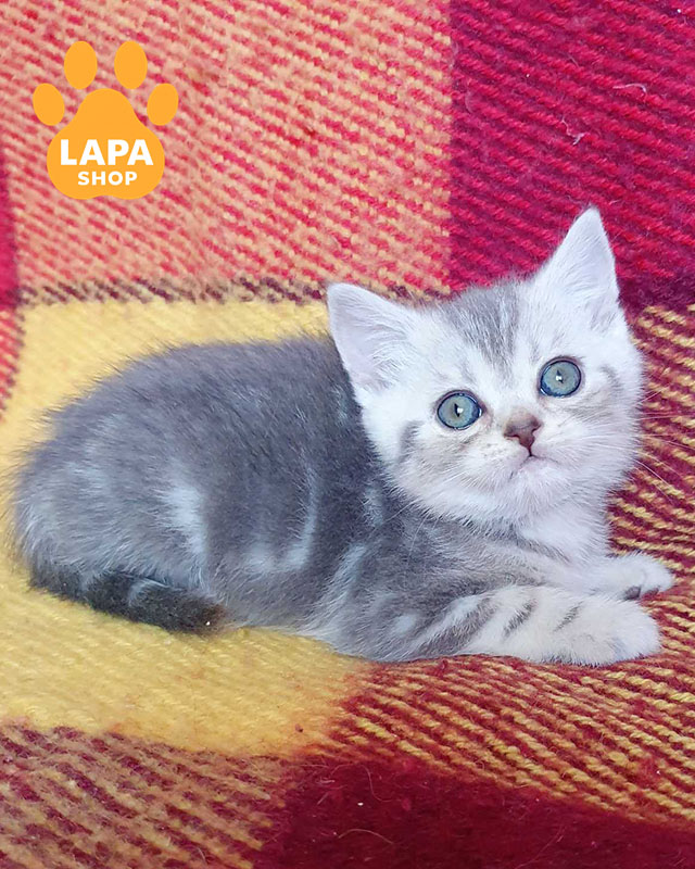 блакитиний сріблястий скотіш-страйт