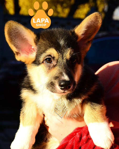 триколорный вельш корги пемброк