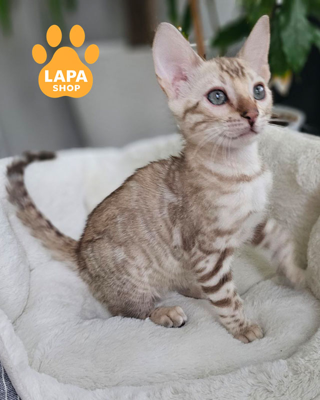 бенгальская окраса снежный минк