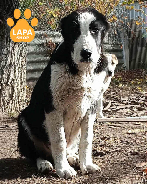 чорно-біла середньоазійська вівчарка